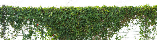 ivy plant isolate on white background