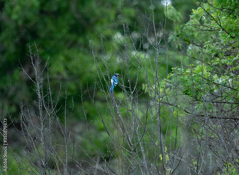 A Blue Jay perched in the trees A Blue Jay perched in the trees