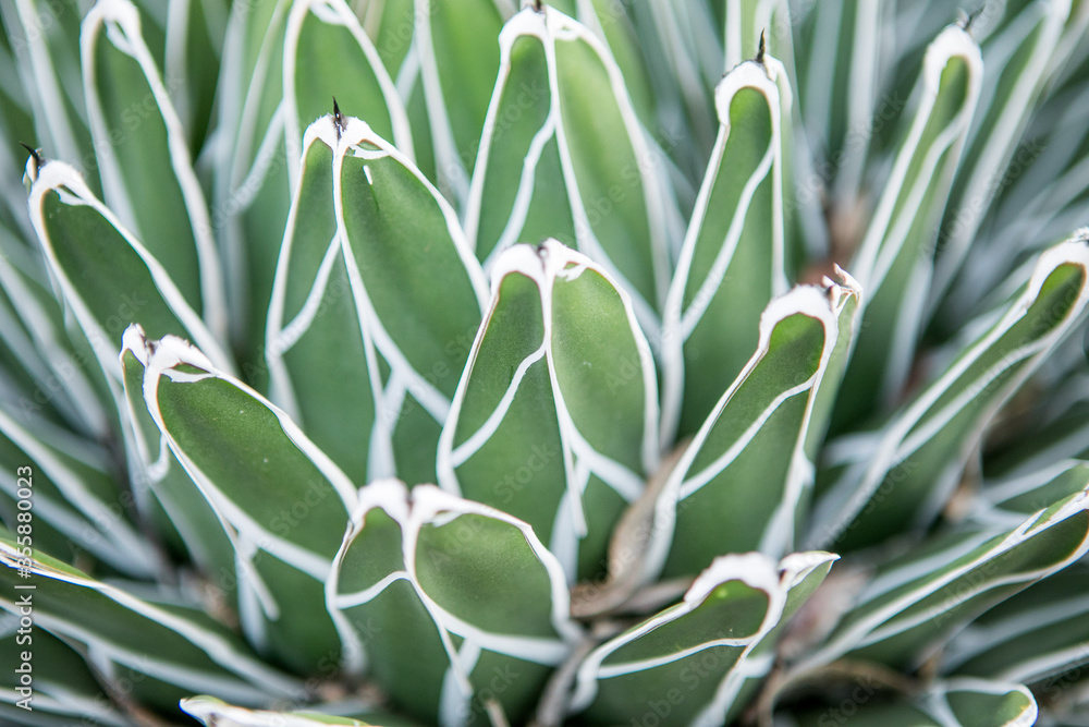 Naklejka premium Plants. in deser closeups