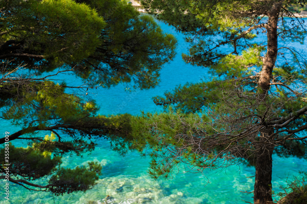Tree branches by the seashore with background of turquoise sea water