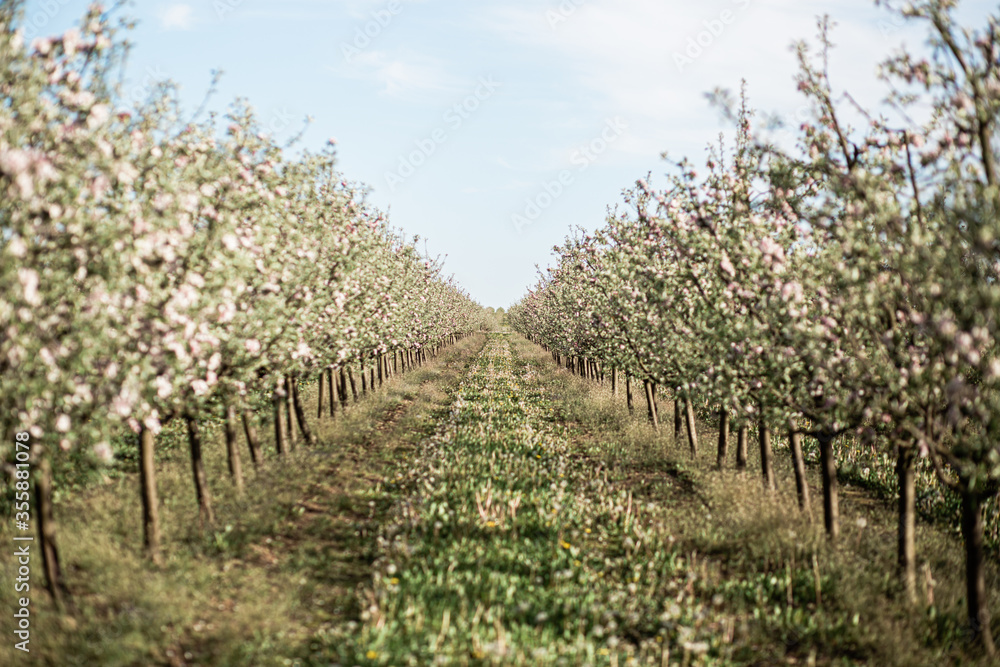 blooming apple orchard, small trees, planted in a row