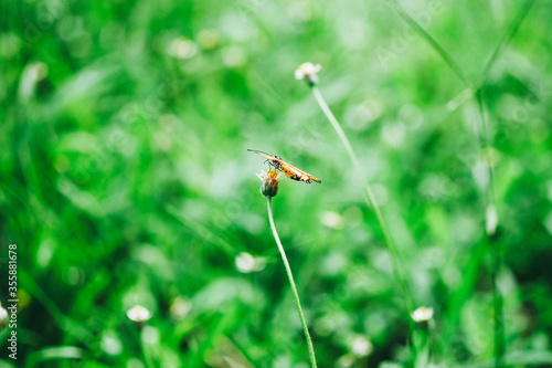 ladybug on a green grass © Sawido_ota
