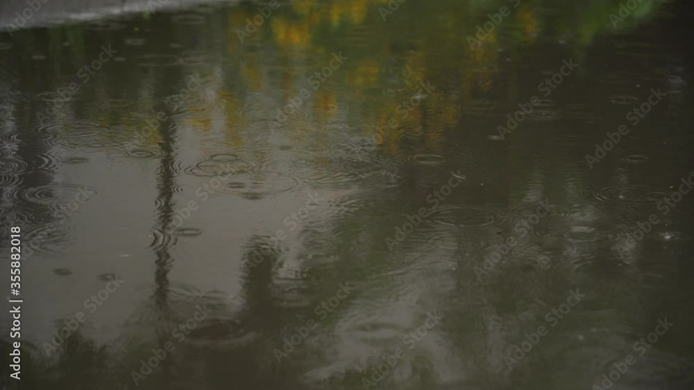 Rain puddle with reflection.
Drops of rain fall in a puddle. Rainy gloomy day. Yellow bushes and bardure are reflected in a puddle. Rain puddle with reflection.
Drops of rain fall in a puddle. Rainy gloomy day. Yellow bushes and bardure are reflected in a puddle.