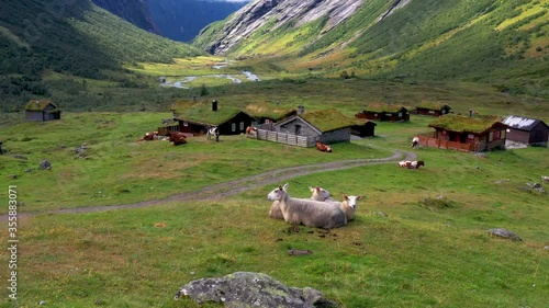 Norwegian Farm Animals in the embrace of nature in Norway, Norwegian sheep, cows, the mountains and fjords of Norway are farms with a history longer than Viking times. Aerial drone view .