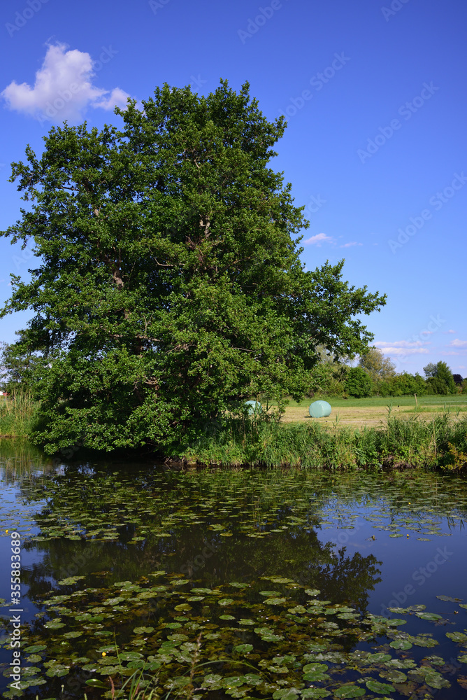 Quiet landscape in Bavaria, at a pond with water lilies, trees and agricultural fields, against a blue sky in portrait format Quiet landscape in Bavaria, at a pond with water lilies, trees and agricultural fields, against a blue sky in portrait format