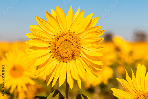 field of sunflowers in the summer