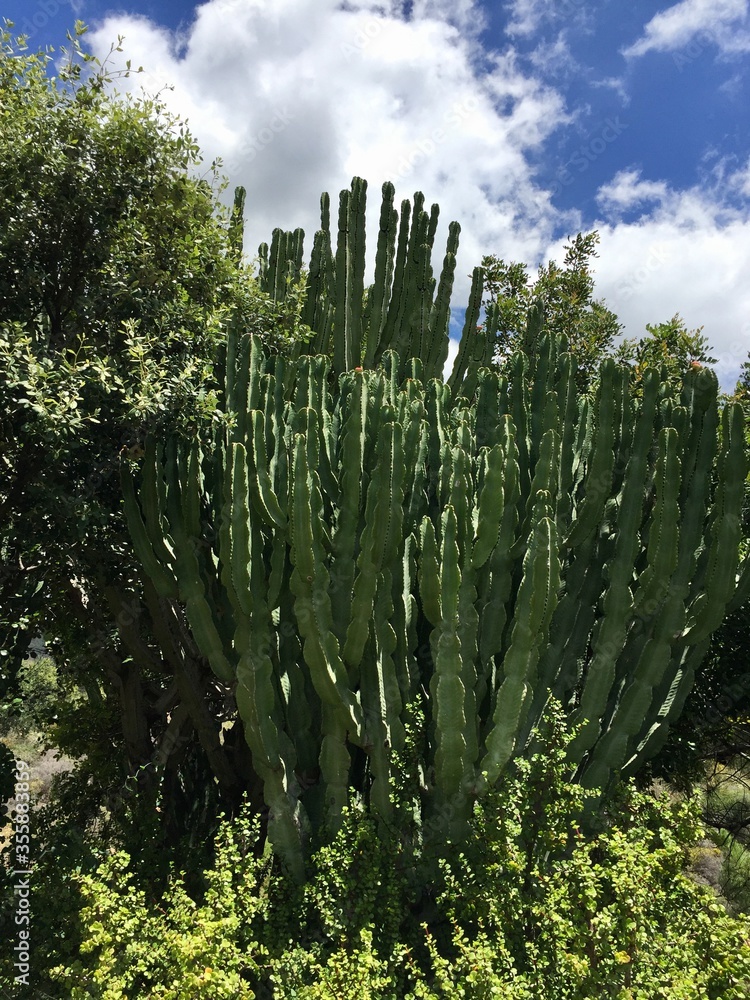 aloe vera plant aloe vera plant
