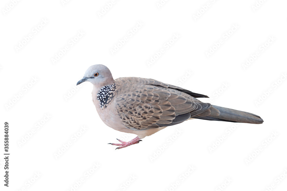 Zebra dove is standing gracefully isolated on white background. Zebra dove is standing gracefully isolated on white background.