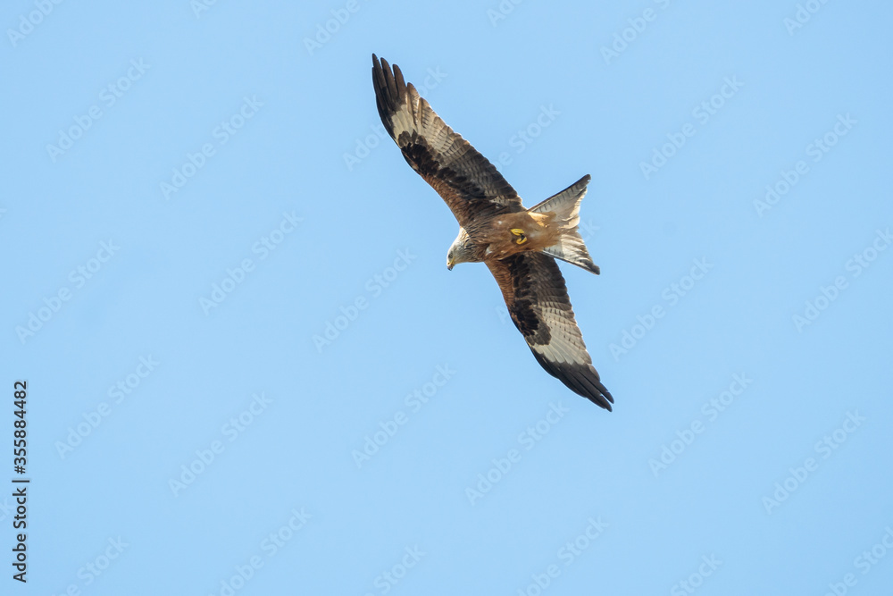 Obraz premium Rotmilan auf Futtersuche