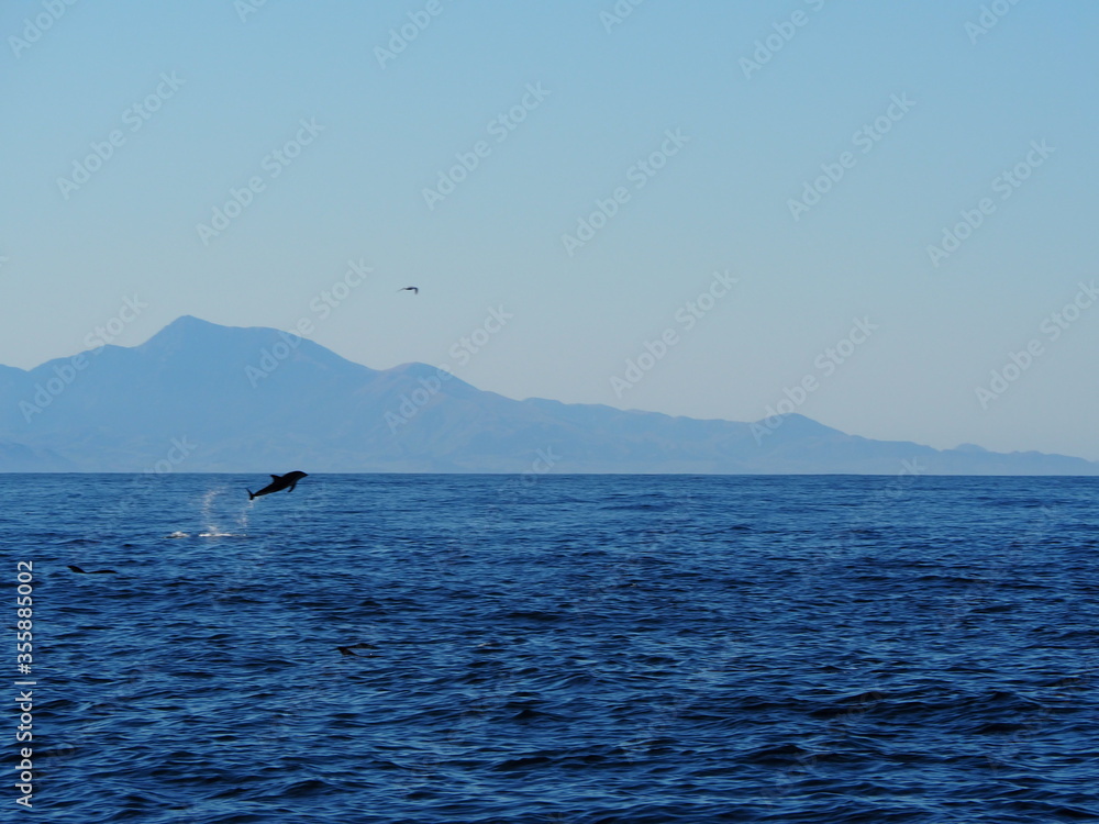 Neuseeland dolphin Neuseeland dolphin