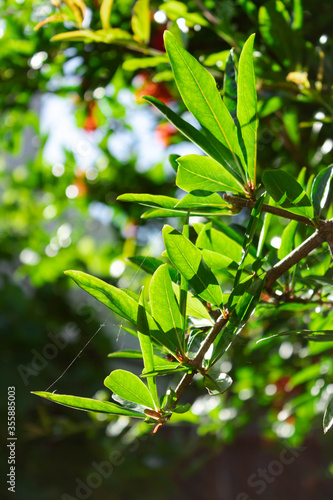 Branche de grenadier