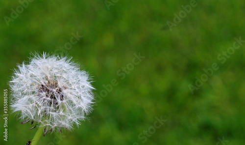 White dandelion on green grass