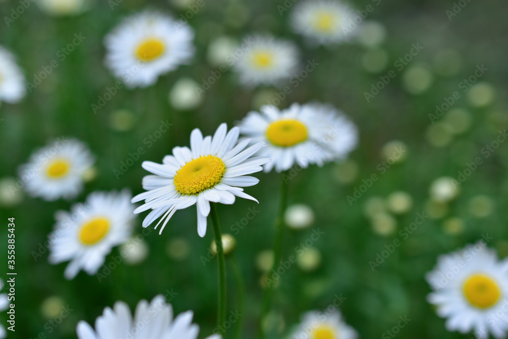 White daisies on a green meadow in summer White daisies on a green meadow in summer