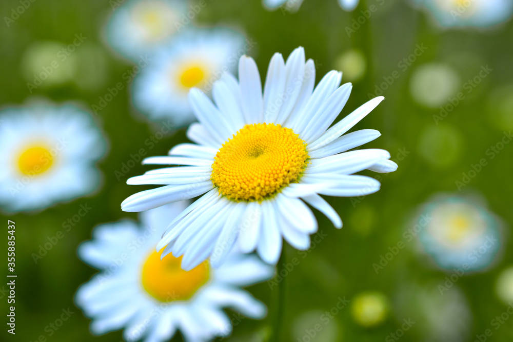 White daisies on a green meadow in summer White daisies on a green meadow in summer