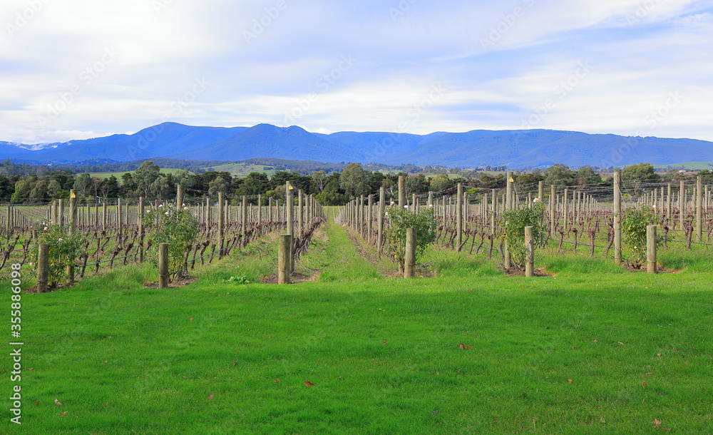 Melbourne yarra valley near, the famous vineyards of view. Australia