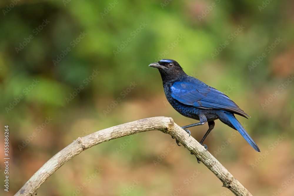 A Malabar whistling thrush or Myophonus Horsfieldii perched on a tree branch, in the reserved forest in Thattekkad, Kerala, India