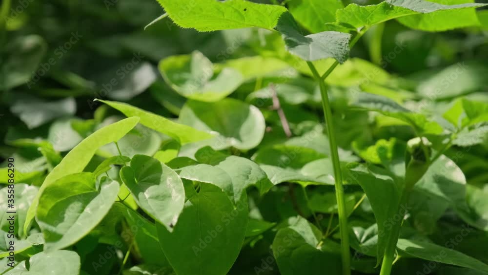 Large-leaved grass sways in the wind under the scorching sun in the summer. Large-leaved grass sways in the wind under the scorching sun in the summer.
