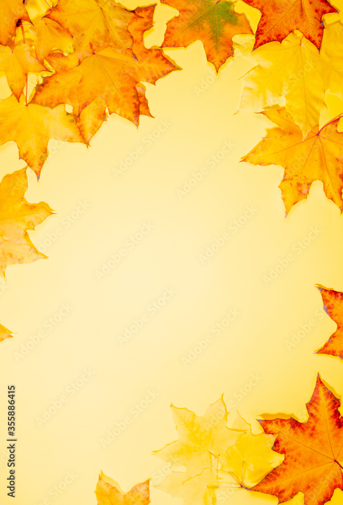 Fototapeta premium Frame of beautiful fall maple leaves on yellow background. Empty blank for greeting card or invitation. Autumn mockup. Top view, copy space. Vertical orientation.