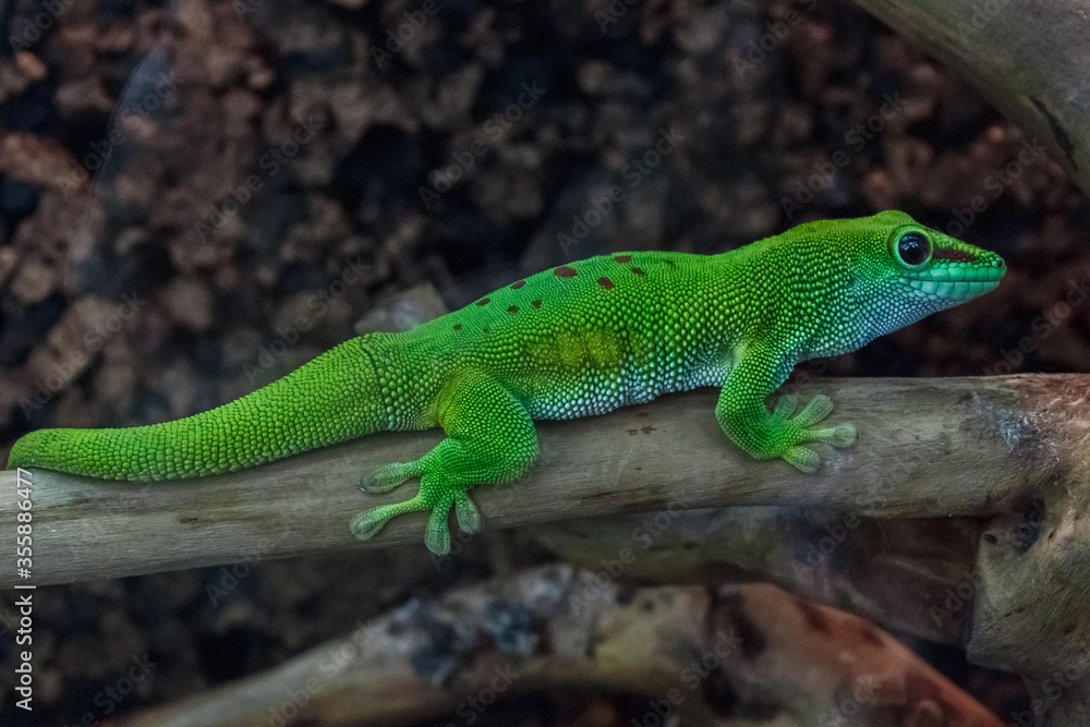 Madagascar giant day gecko. Tropical green lizard on branch. Madagascar giant day gecko. Tropical green lizard on branch.
