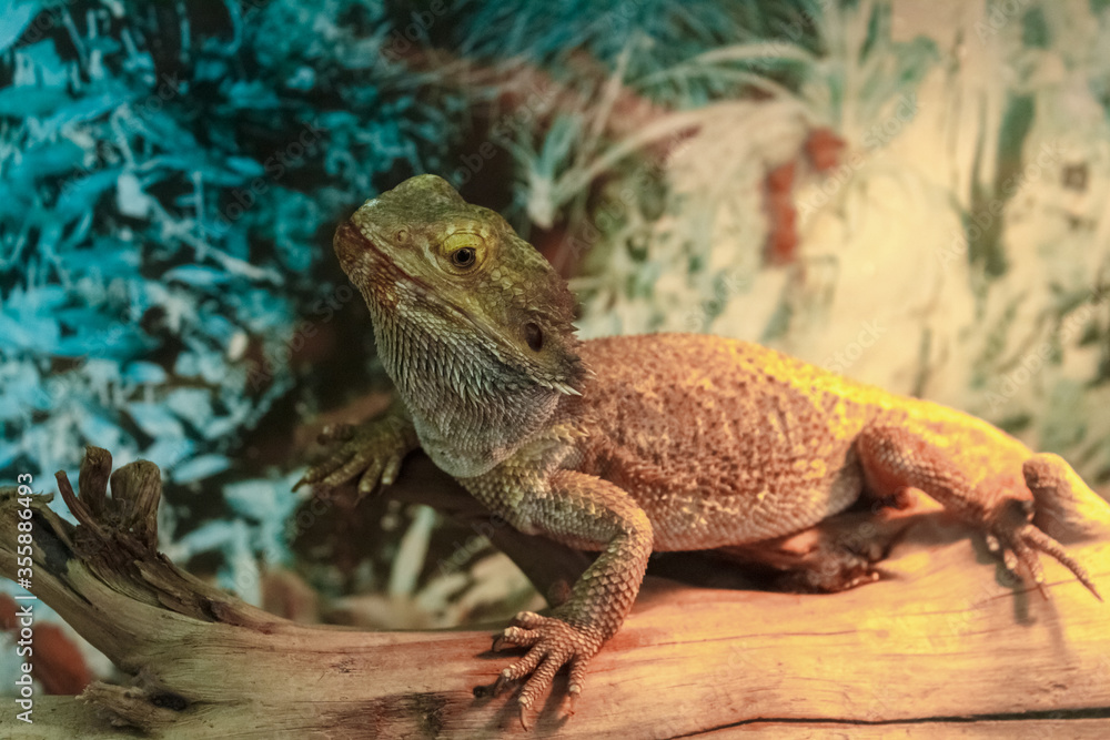 Small Green Iguana on branch. Small Green Iguana on branch.