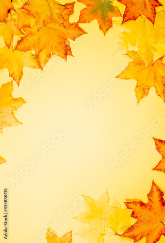 Frame of beautiful fall maple leaves on yellow background. Empty blank for greeting card or invitation. Autumn mockup. Top view  copy space. Vertical orientation.