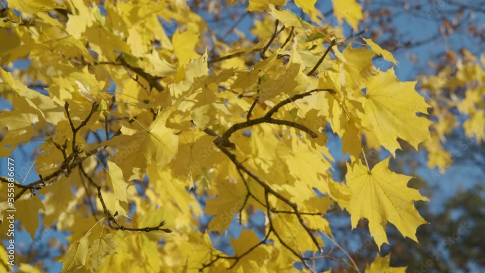 Yellow maple leaves. A branch of yellow leaves against the blue sky. Yellow maple leaves. A branch of yellow leaves against the blue sky.