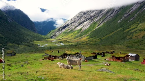 Norwegian Farm Animals in the embrace of nature in Norway, Norwegian sheep, cows, the mountains and fjords of Norway are farms with a history longer than Viking times. Aerial drone view .