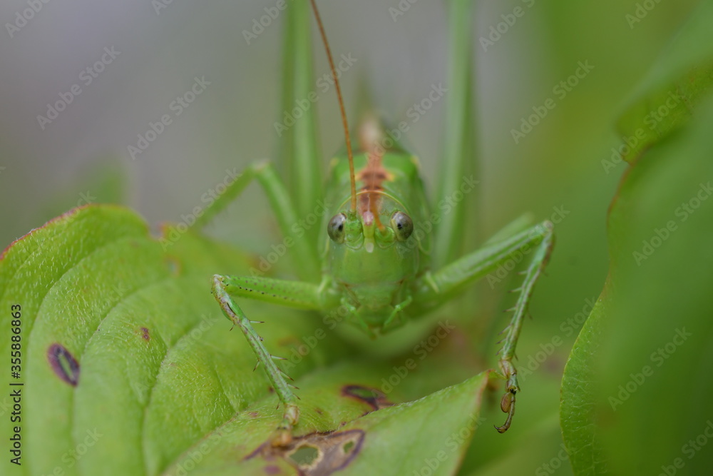 Eine große grüne Heuschrecke mit braunem Rücken auf grüne Blätter von vorne fotografiert. Eine große grüne Heuschrecke mit braunem Rücken auf grüne Blätter von vorne fotografiert.