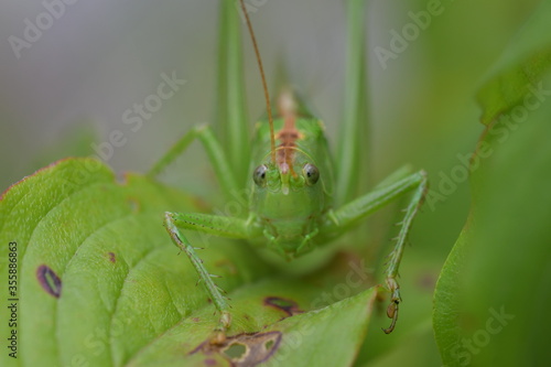 Eine große grüne Heuschrecke mit braunem Rücken auf grüne Blätter von vorne fotografiert. 