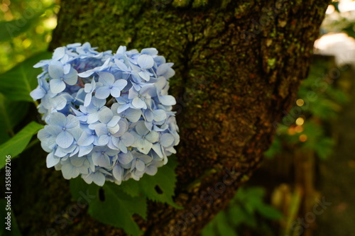 Blue hydrangea flowers and stone stairs at Meigetsuin temple in Kamakura, Japan. photo