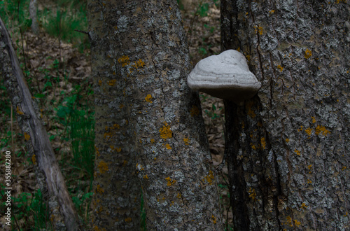 Fungus between two trees