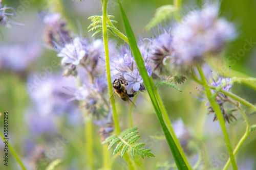 Honey bee on phacelia flower  © Jakub Kowalski
