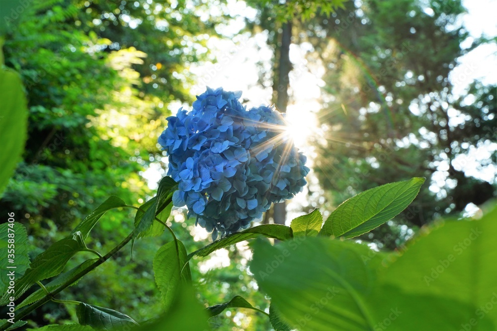 Blue hydrangea flowers and stone stairs at Meigetsuin temple in Kamakura, Japan. Blue hydrangea flowers and stone stairs at Meigetsuin temple in Kamakura, Japan.