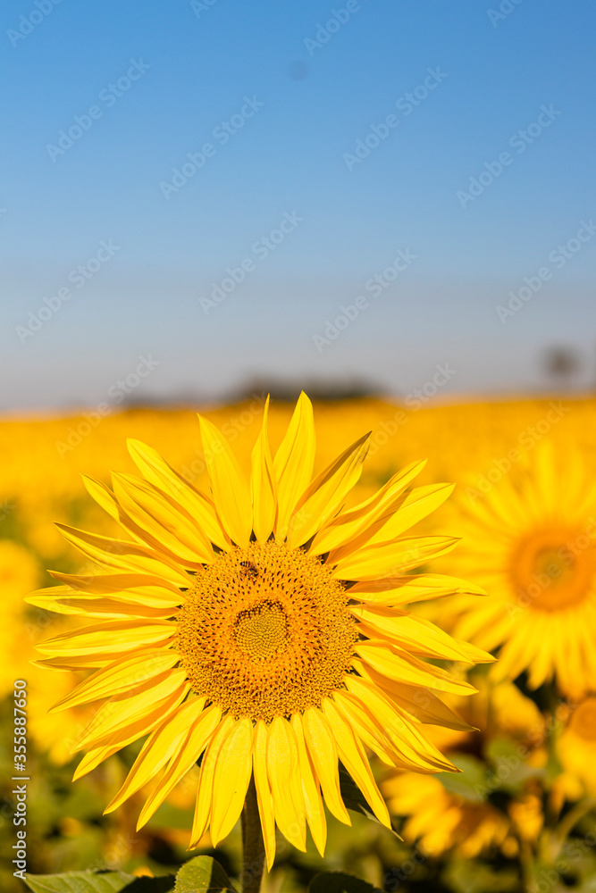 Fototapeta premium field of sunflowers in the summer