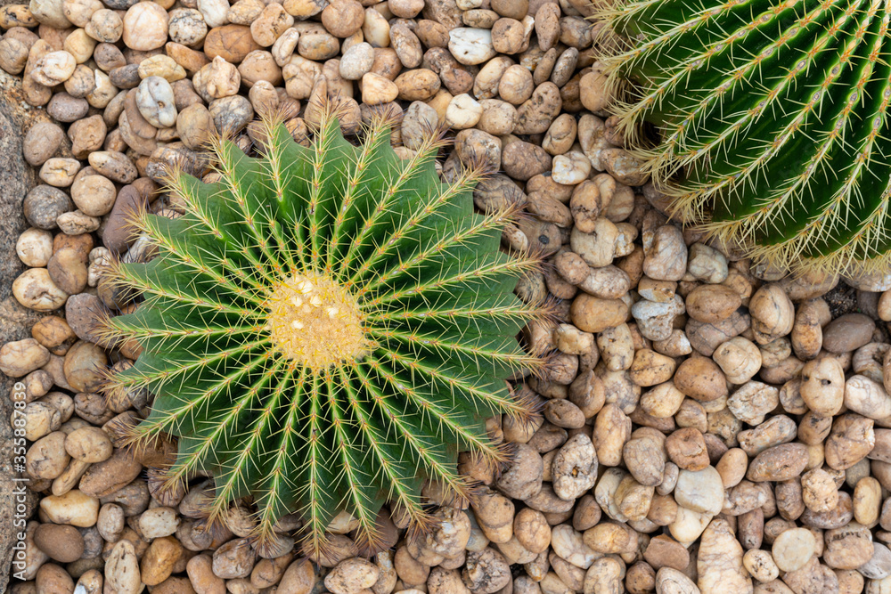 Cactus plant Cactus plant