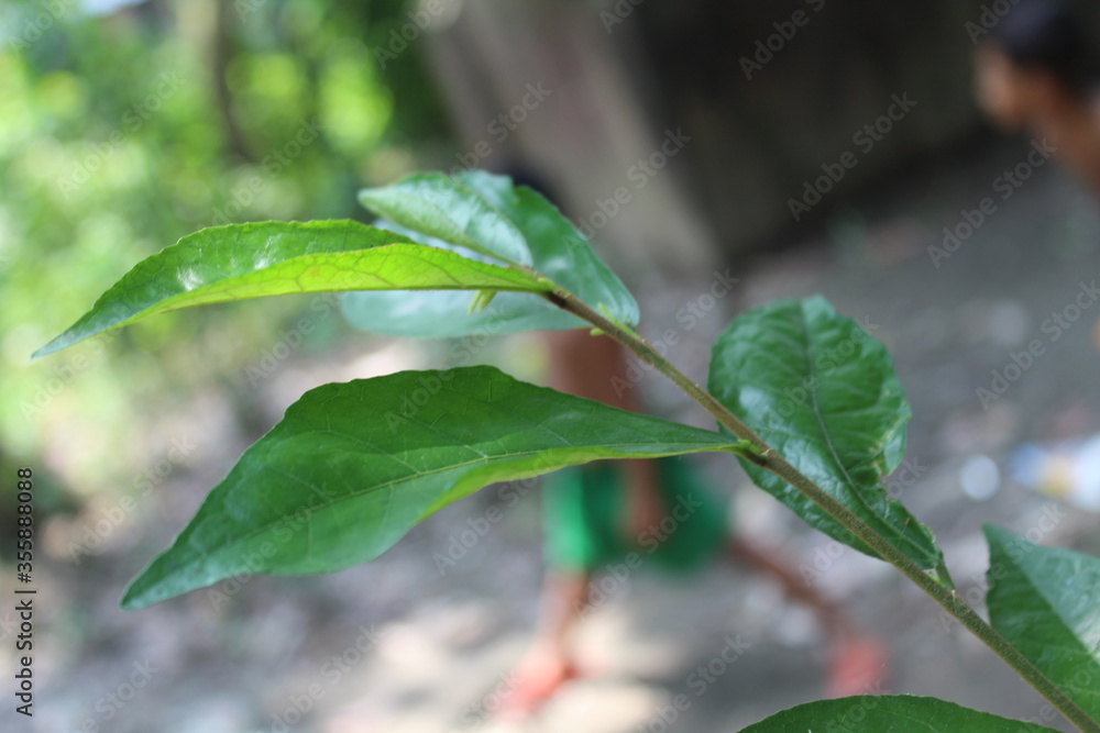 green leaf with water drops green leaf with water drops