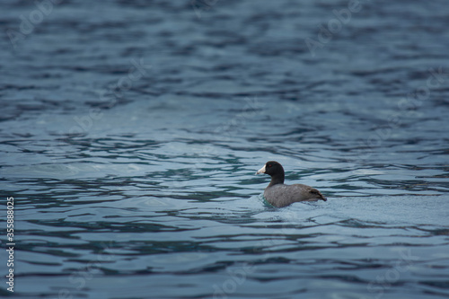 Pato nadando en un lago con agua tornasol