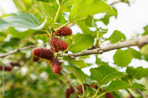 red mulberry on a branch