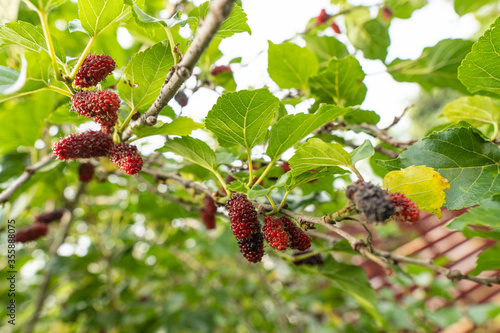 red mulberry on a branch