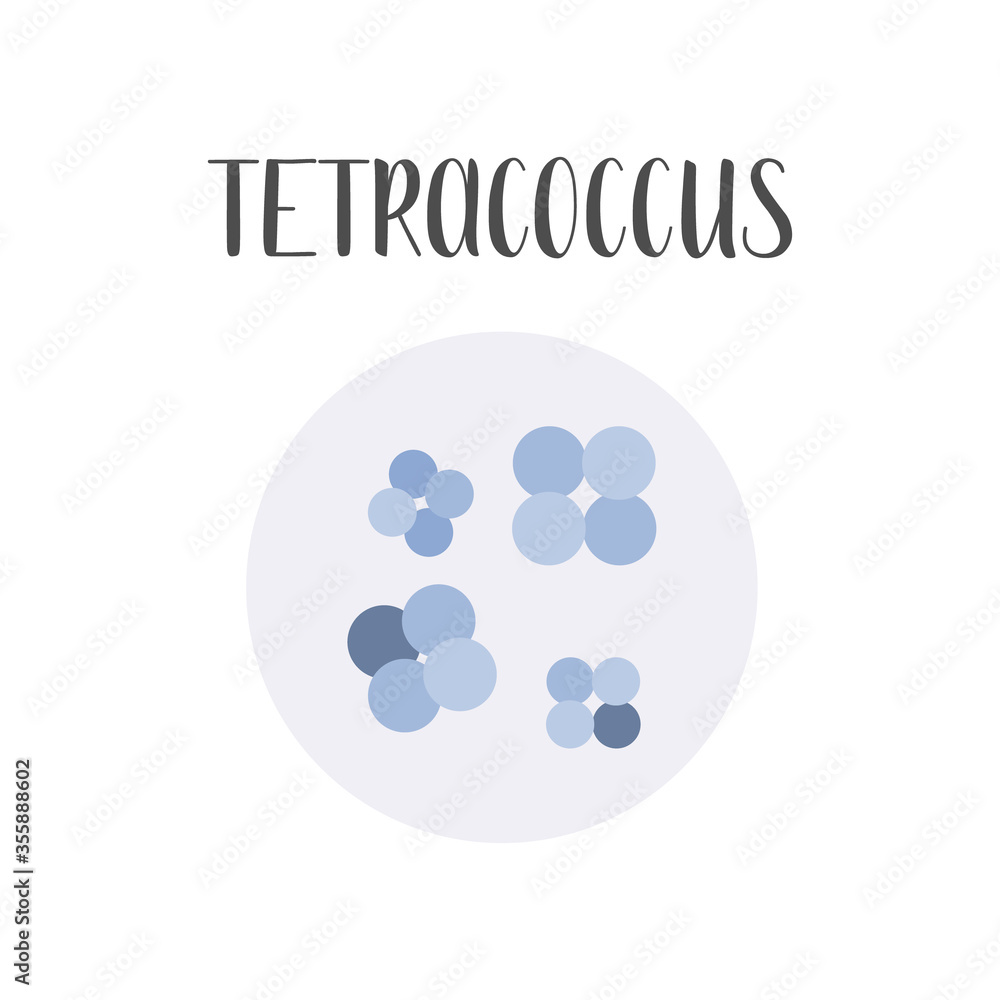 Tetracoccus. Bacteria classification. Spherical shapes of bacteria, cocci. Types and different forms of bacterial cells. Morphology. Microbiology. Vector flat illustration Tetracoccus. Bacteria classification. Spherical shapes of bacteria, cocci. Types and different forms of bacterial cells. Morphology. Microbiology. Vector flat illustration