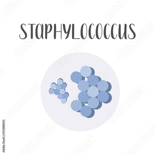 Staphylococcus. Bacteria classification. Spherical shapes of bacteria, cocci. Types and different forms of bacterial cells. Morphology. Microbiology. Vector flat illustration