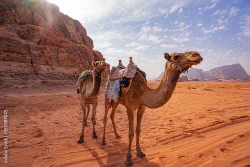 Camels in the desert of Jordan, Aqaba,  Wadi Rum photo