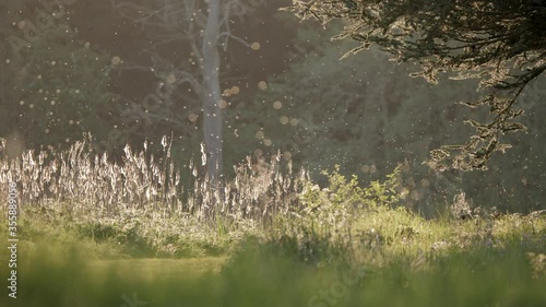 hay fever plants emitting pollen