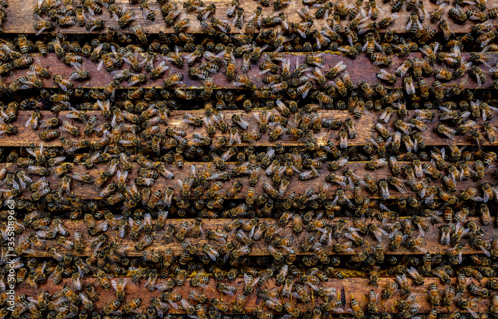 bee building honeycomb in bee farm, bee background