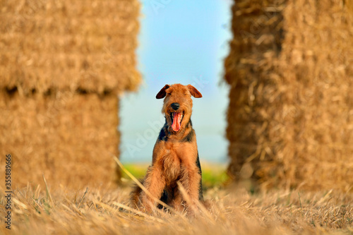 Airedale Terrier dog on the field with straw