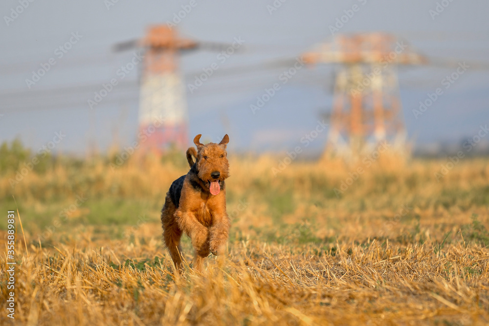 Airedale Terrier dog runs on the field with straw Airedale Terrier dog runs on the field with straw