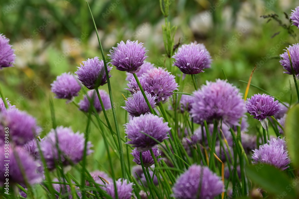 field of allium flowers field of allium flowers