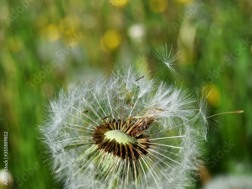 dandelion seed head