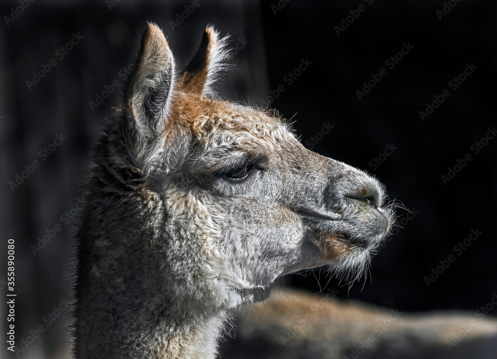 White alpaca`s head. Latin name - Vicugna pacos White alpaca`s head. Latin name - Vicugna pacos