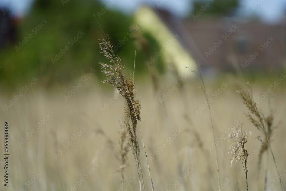 Obraz premium grass in the wind